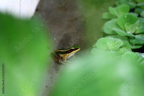 Close-up Tree frog by telephoto lens with blur soft-green foreground.