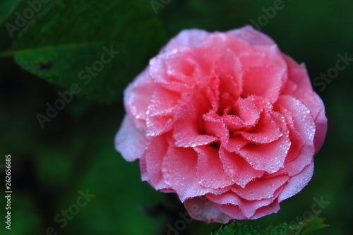 Dew on the pink rose Flower at Phu kradueng mountain ,Loei Province Thaliand