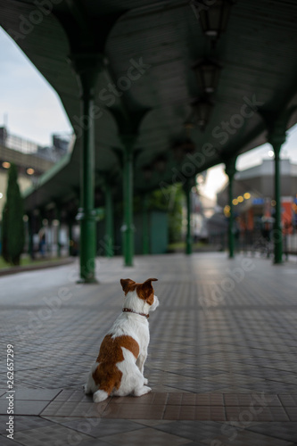 Jack russell is sitting at the station waiting. Little dog on the transport lPet Travel