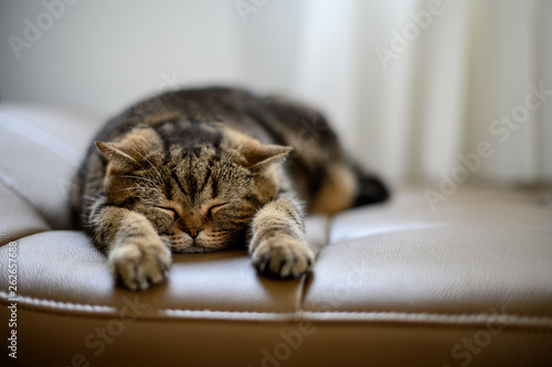 Konstfotografi cat Cute little red kitten sleeps sleeping cat
