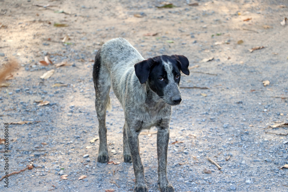 Black and white color of dog standing on the gravel road floor.