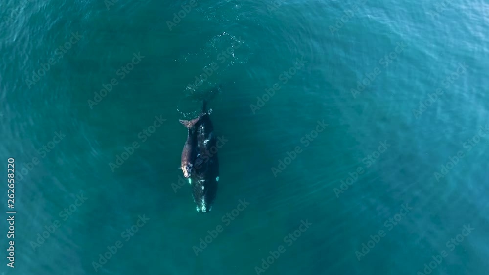 mother and calf of southern right whales from a drone slowmotion