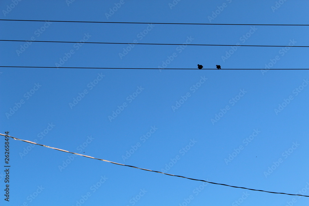 Pájaros Pájaros