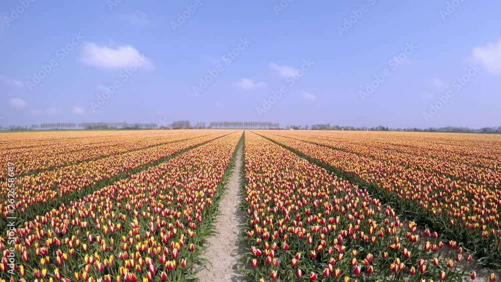 Moving timelapse of a field with tulips in Holland. Moving timelapse of a field with tulips in Holland.