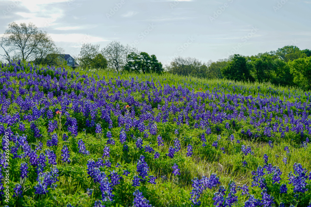 View of blooming bluebonnet wildflower field along countryside near Texas Hill Country View of blooming bluebonnet wildflower field along countryside near Texas Hill Country