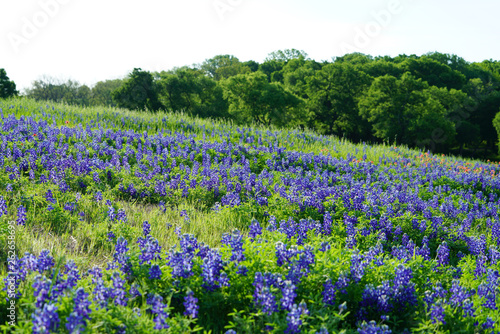Wallpaper Mural View of blooming bluebonnet wildflowers with trees background along countryside near Texas Hill Country Torontodigital.ca