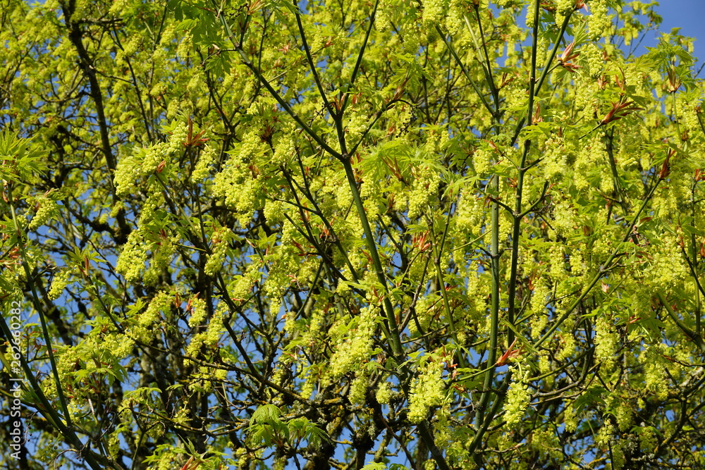 Oregon Maple blossoms, bright yellow sunshine in spring Oregon Maple blossoms, bright yellow sunshine in spring