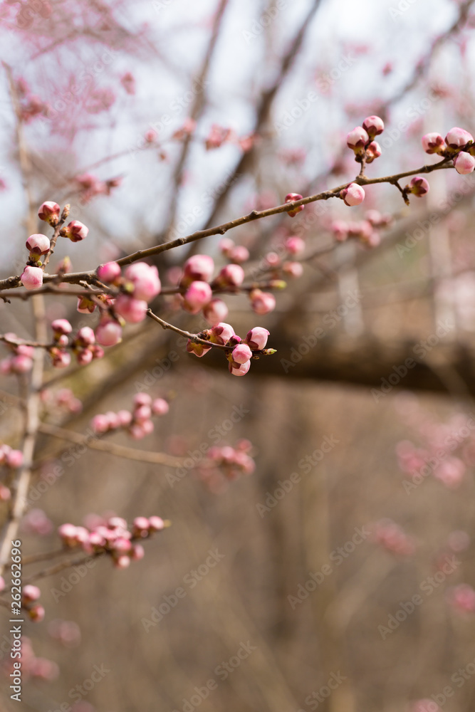 Blooming apricot flower,Prunus sibirica Blooming apricot flower,Prunus sibirica