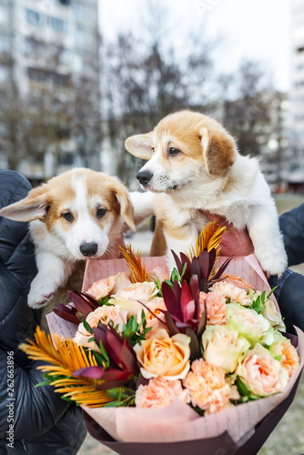 Two small puppies with bouquet of flowers. © Irina84