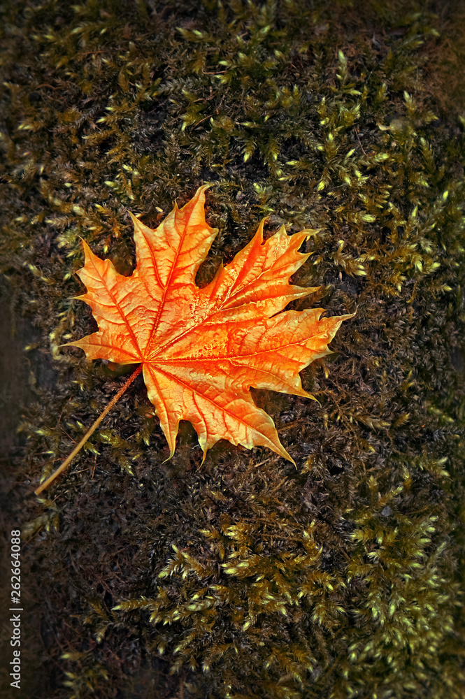 orange maple leaf on moss in forest. Close up of single autumn maple leaf on nature background. concept of hello autumn, beautiful scene fall season, nature, environment. soft focus orange maple leaf on moss in forest. Close up of single autumn maple leaf on nature background. concept of hello autumn, beautiful scene fall season, nature, environment. soft focus