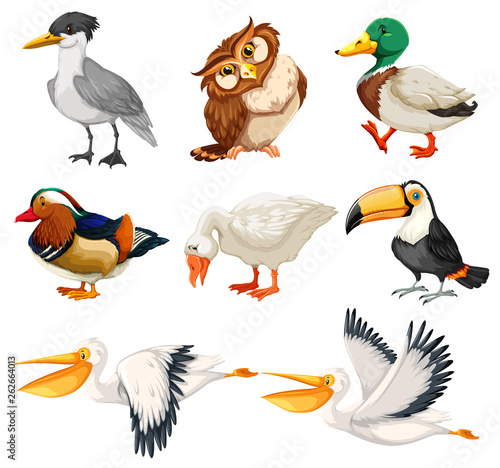 Set of bird character