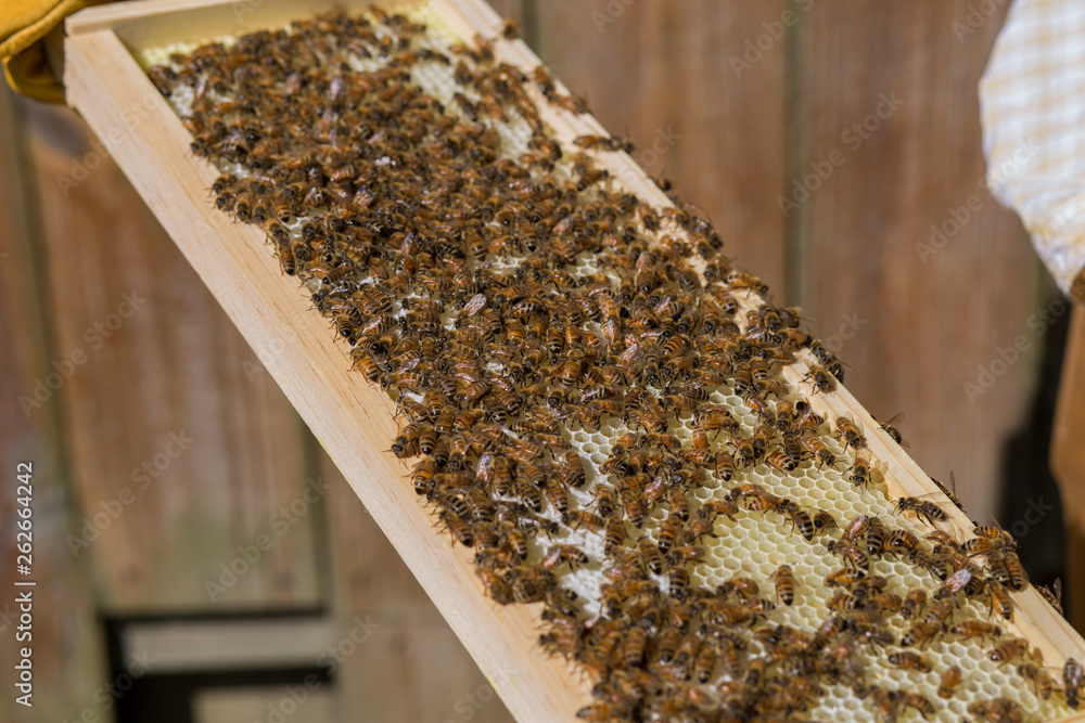 bee keeper bee keeper
