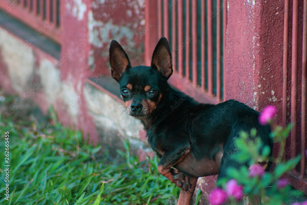 cães pequenos de raça pincher preto e marrom cães pequenos de raça pincher preto e marrom