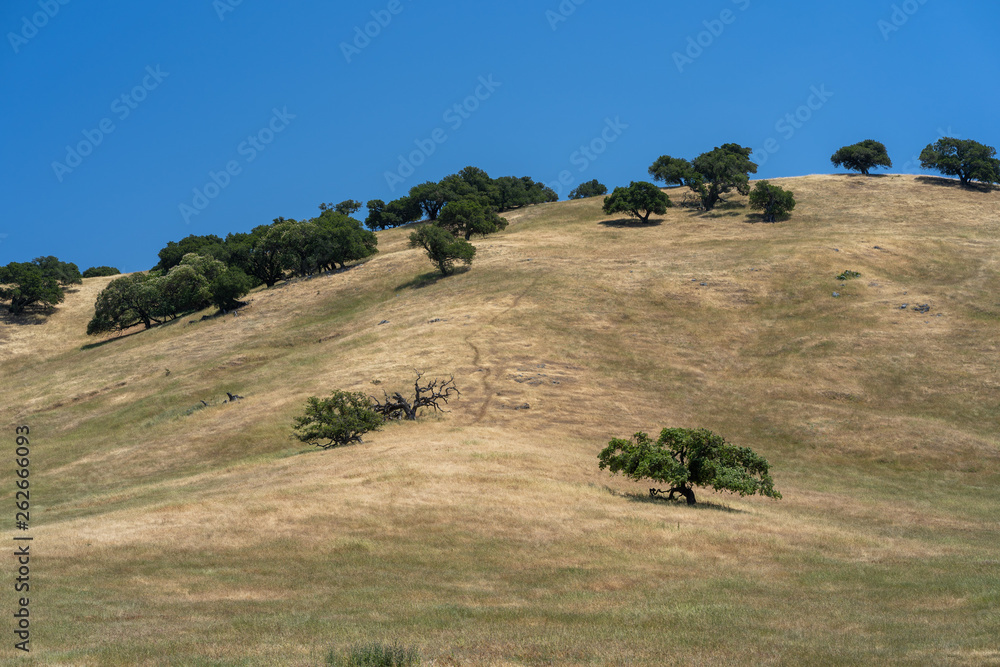 Obraz premium california field trees