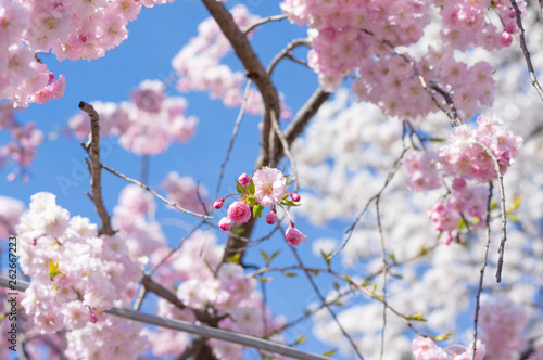 Takada castle in spring with cherry blossam in Niigata