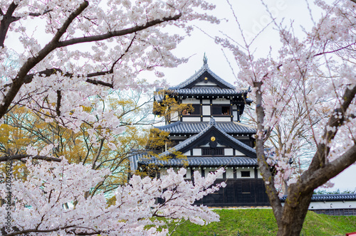 Takada castle in spring with cherry blossam in Niigata