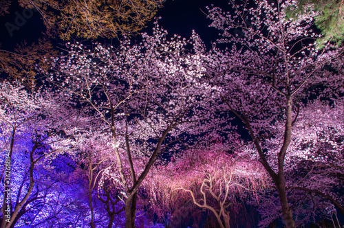 Takada castle in spring with cherry blossam in Niigata photo