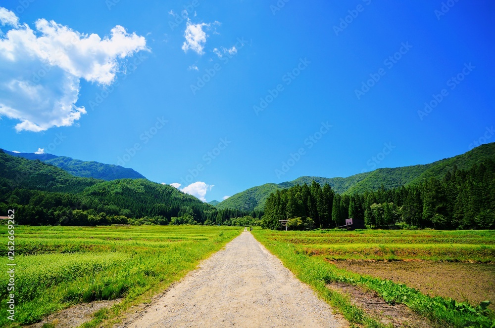 Fototapeta premium 日本の夏の田園風景