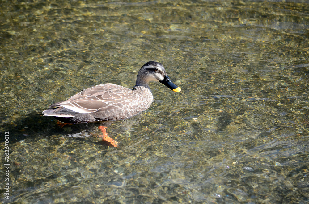 Obraz premium 川の鴨