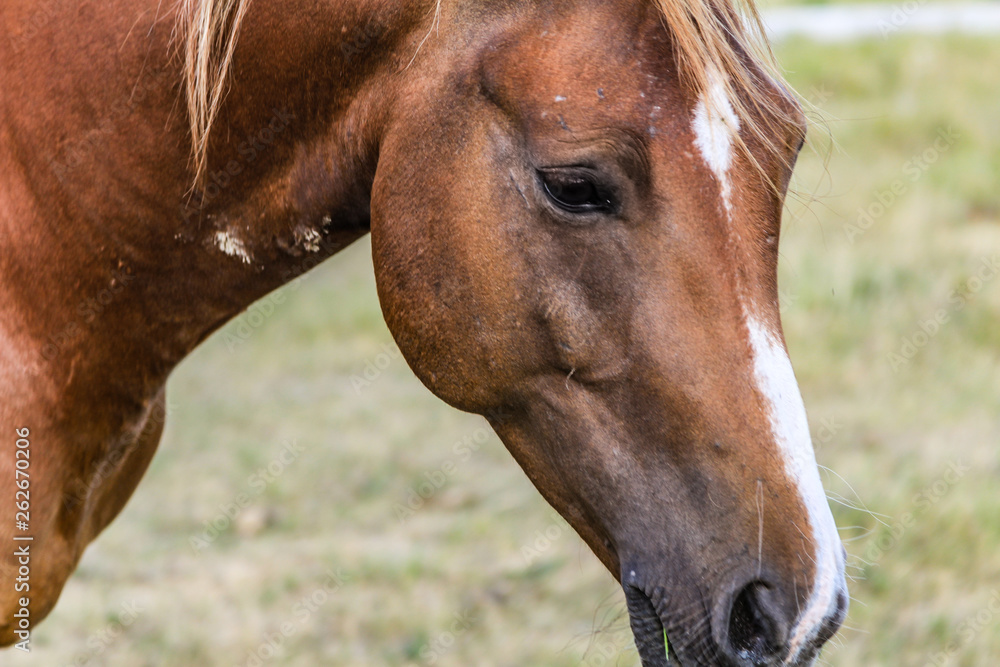 Obraz premium Thoughtful Stoic Horse