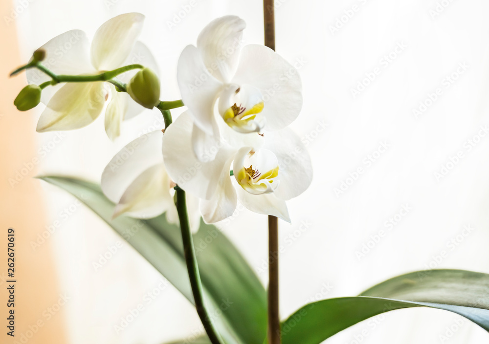 A beautiful white orchid on the windowsill decorates the room.