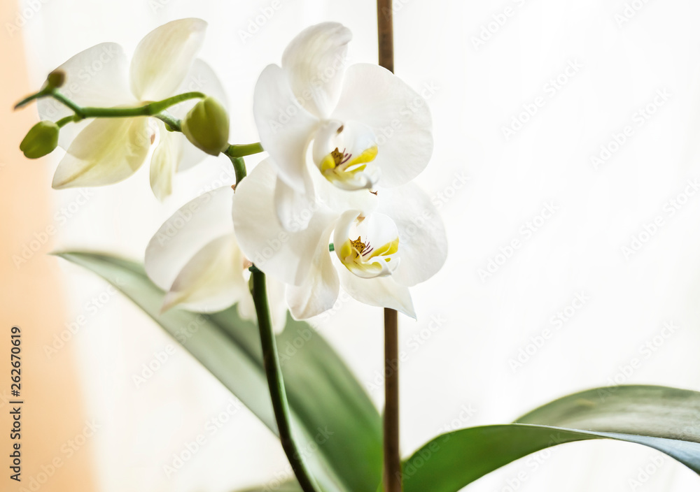 Fototapeta premium A beautiful white orchid on the windowsill decorates the room.