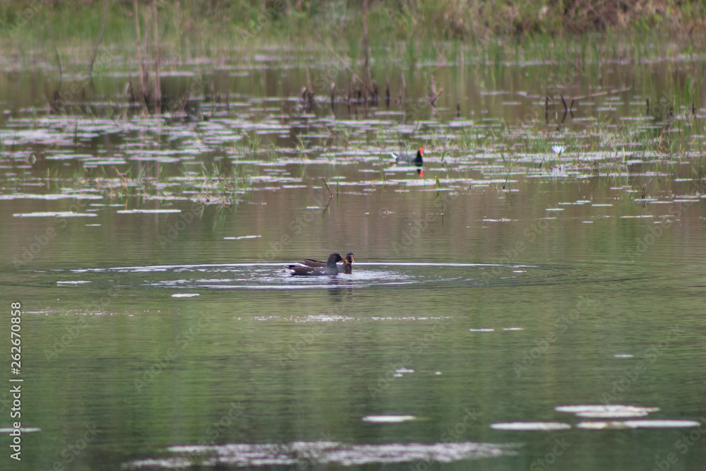 Fototapeta premium patos selvagens nadando e caçando em lago