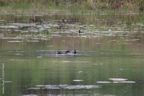 patos selvagens nadando e caçando em lago