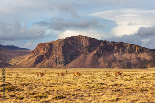 Guanaco