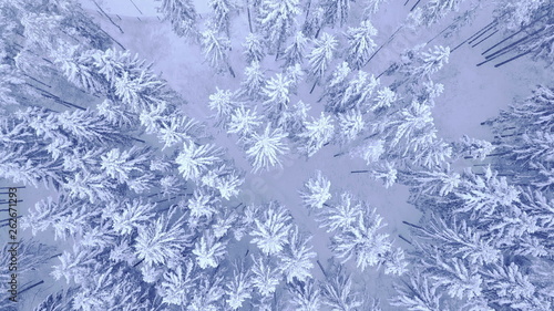 Aerial top down view shooting of flight over the winter young pine forest and big road covered with snow without people in 4K UHD camera © smartbobert