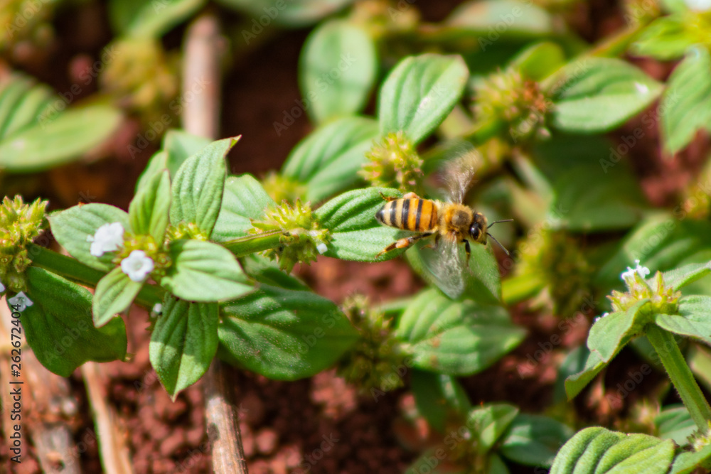 Obraz premium abelha européia africanizada inseto coletando pólen