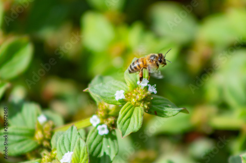 abelha européia africanizada inseto coletando pólen © Edimar