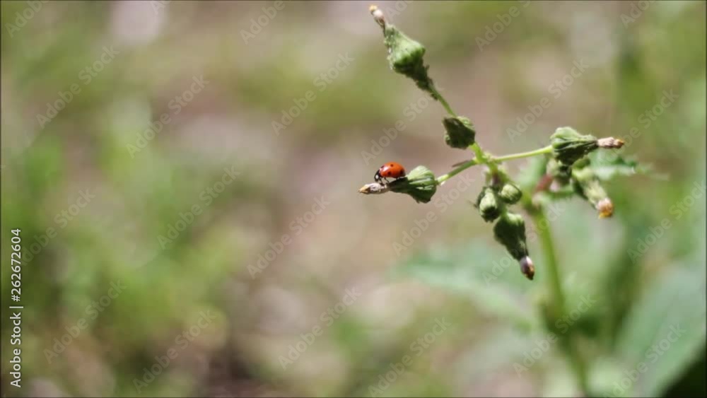 Ladybug on flower