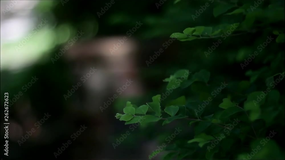 Nature background. Wind blows through green leaves Nature background. Wind blows through green leaves