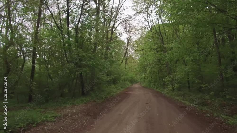 Walking On A Forest Road, Spring Season Walking On A Forest Road, Spring Season