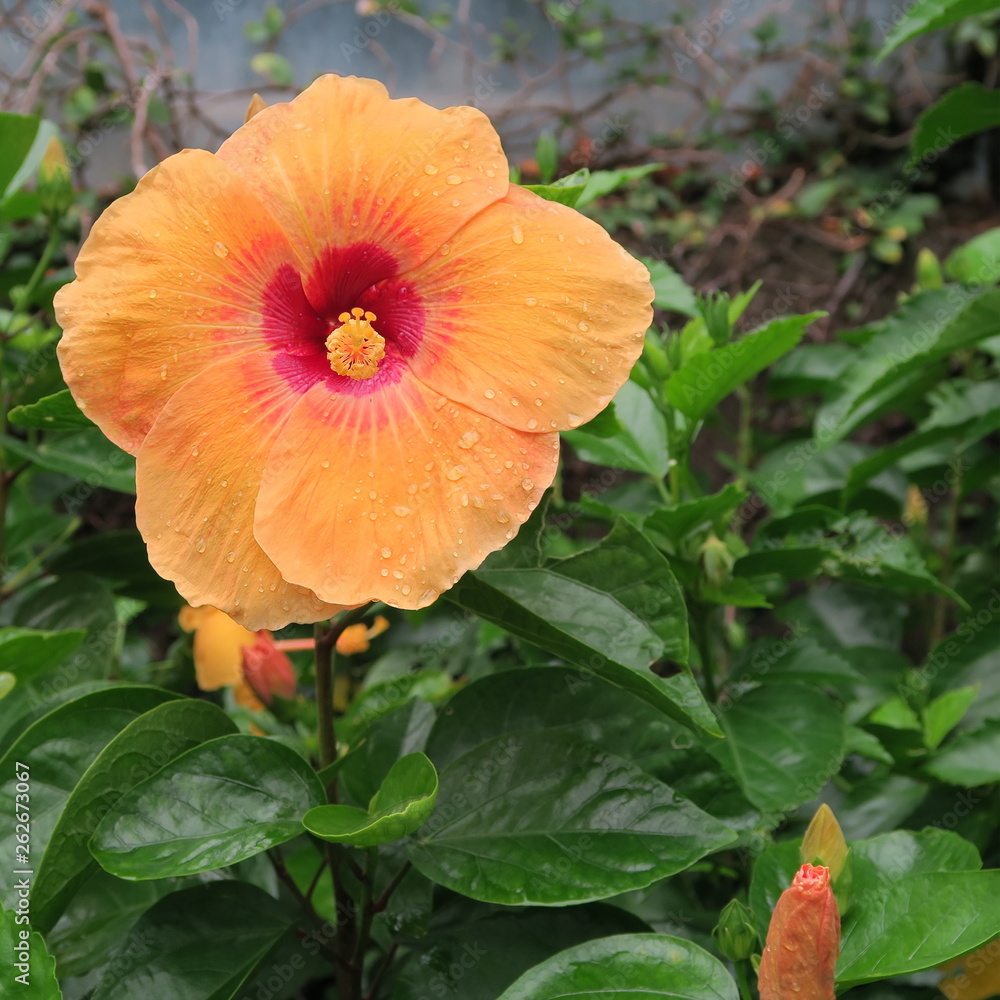 Asian, colored natural hibiscus flowers in green leaves Asian, colored natural hibiscus flowers in green leaves