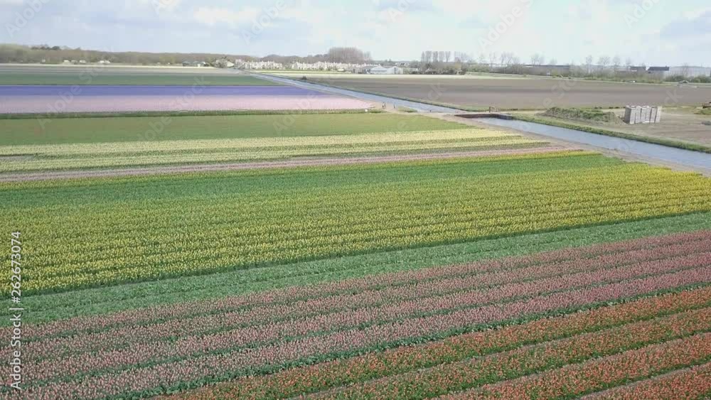 Fly up from the middle of the tulip field in 4K