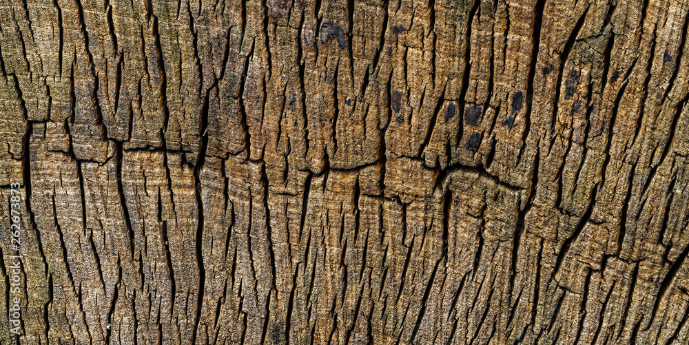 Abgesägter Baumstamm Schnittfläche im Detail Abgesägter Baumstamm Schnittfläche im Detail