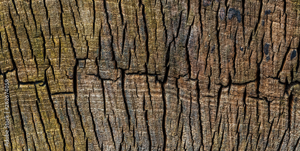 Abgesägter Baumstamm Schnittfläche im Detail Abgesägter Baumstamm Schnittfläche im Detail