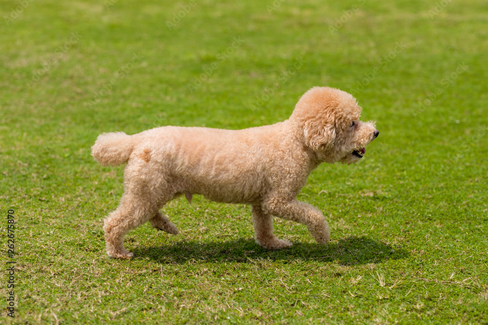 Dog poodle run in the park Dog poodle run in the park