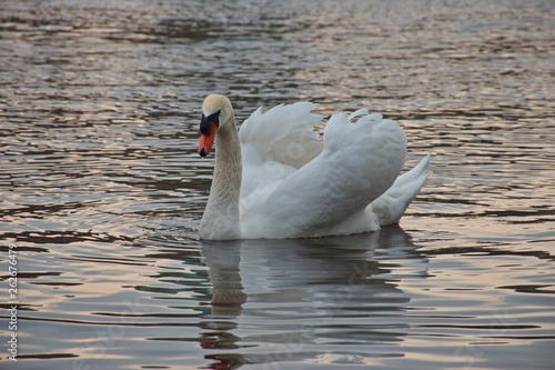 Portrait of the swan floating on the river