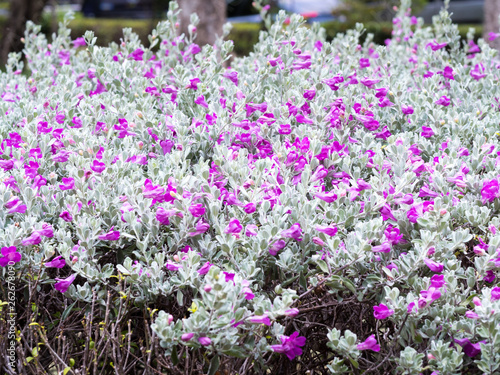 Pink magnolia flowers and green leaves vol2