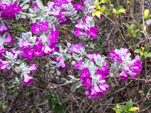 Pink magnolia flowers and green leaves vol1