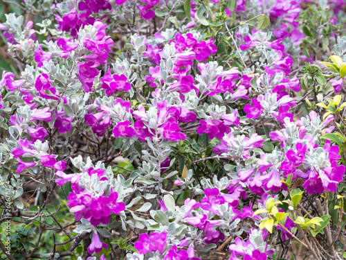 Pink magnolia flowers and green leaves vol2