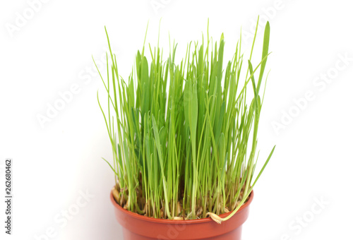 Grass in a pot on a white background.