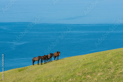 都井岬の馬と海