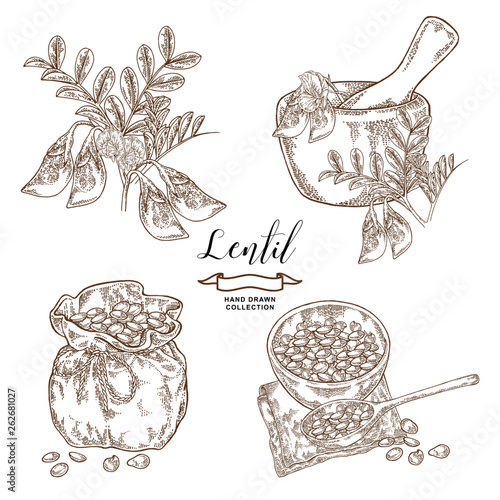 Lentil branch with pods and flowers, ripe lentil seeds in wooden bowl and rustic sack. Hand drawn legumes. Vector illustration engraved.