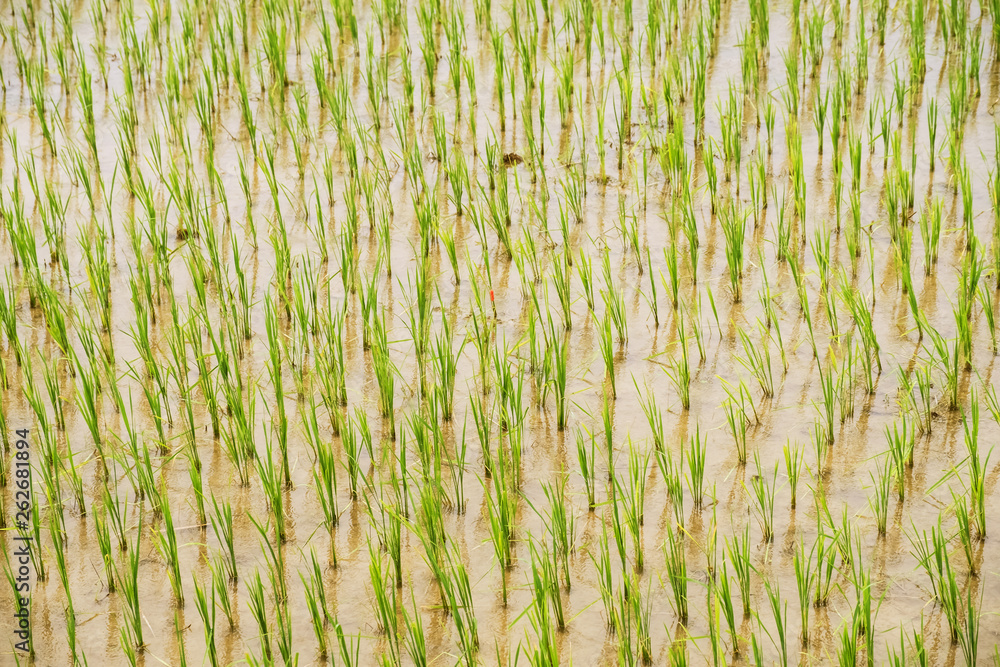 rice seedlings field rice seedlings field