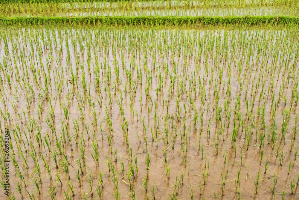rice seedlings field rice seedlings field