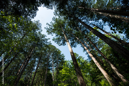 赤沢自然休養林の木曽ヒノキ